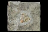 Fossil Crinoid (Eretmocrinus) - Gilmore City, Iowa #157210-1
